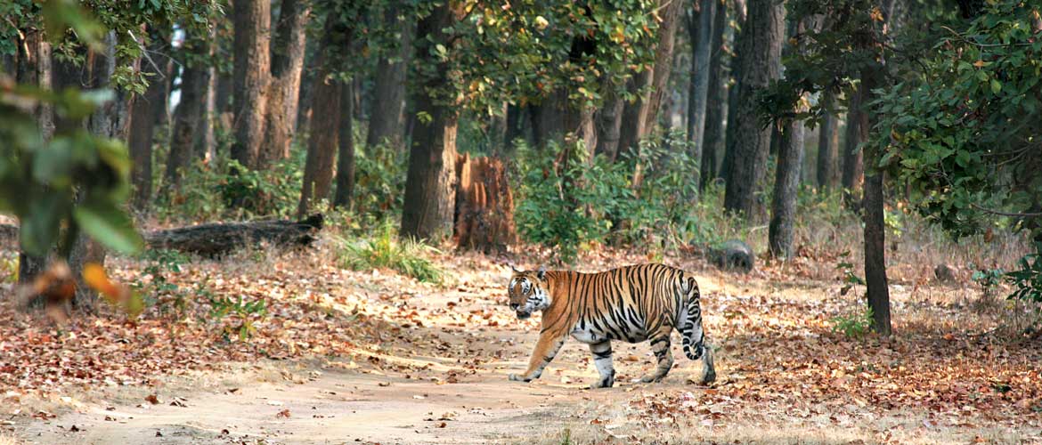 Betla National Park